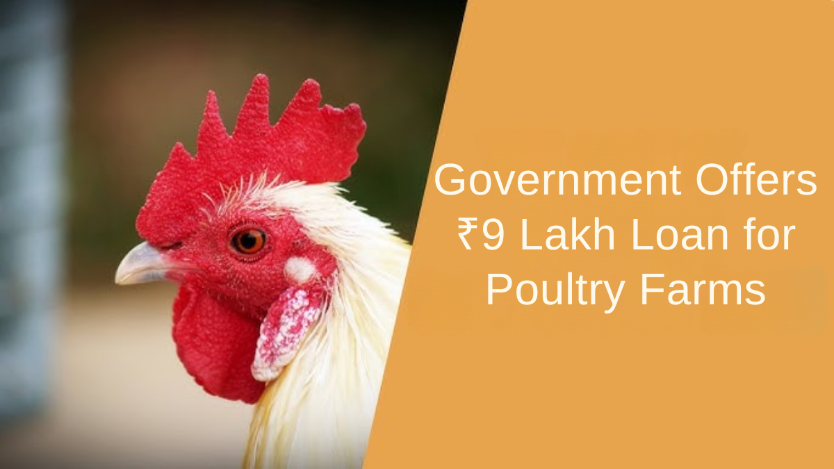 Government Offers ₹9 Lakh Loan for Poultry Farms: Easy Steps to Apply